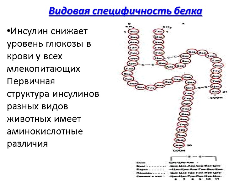 Видовая специфичность белка Инсулин снижает уровень глюкозы в крови у всех млекопитающих Первичная структура